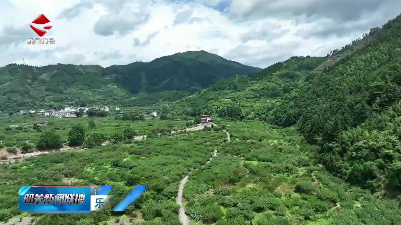 樂昌黃金柰李預(yù)計(jì)7月15日起陸續(xù)上市