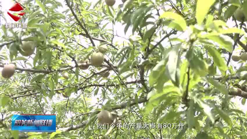 翁源早熟三華李搶“鮮”上市 碩果滿枝產(chǎn)銷旺